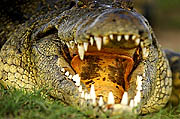 Crocodile at Chobe river